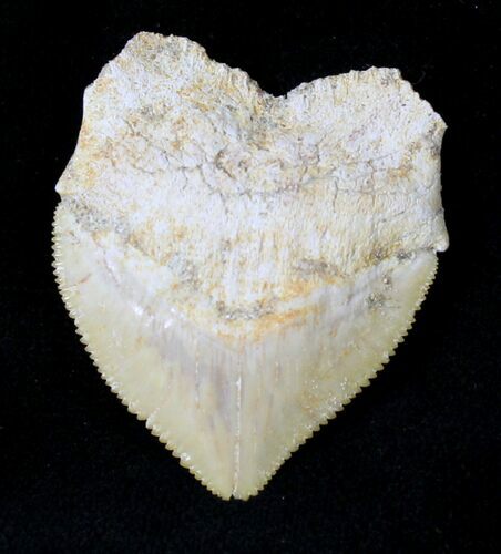 Large Squalicorax (Crow Shark) Fossil Tooth #19277